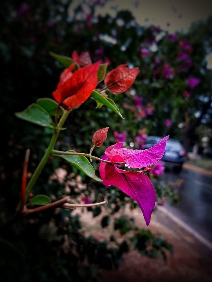 trip_00_graphy