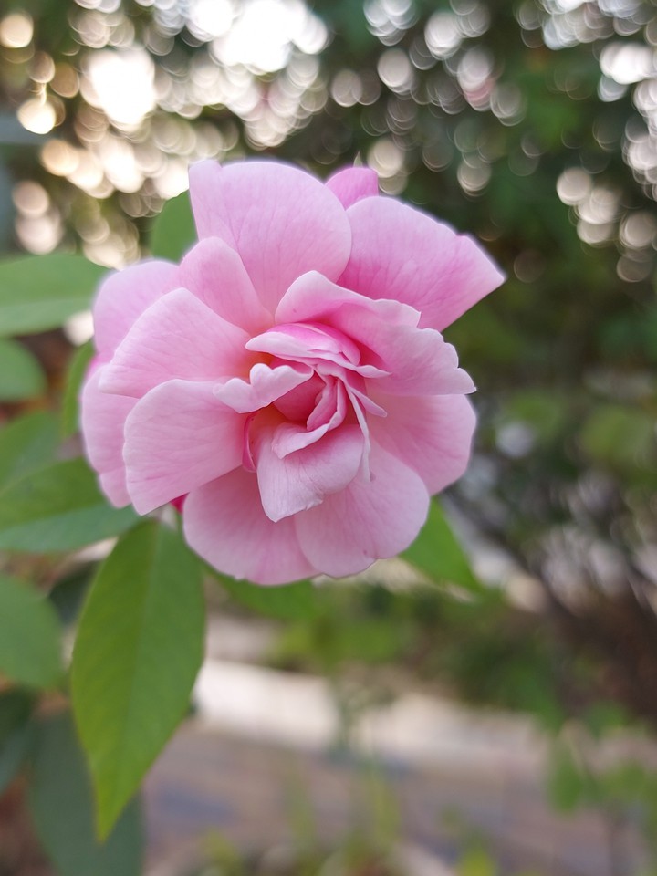 flower