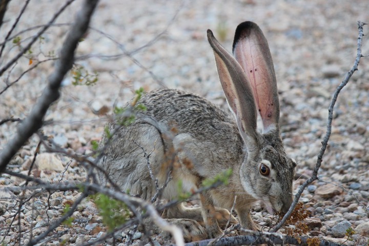 rabbit