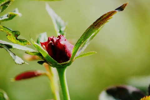 rose