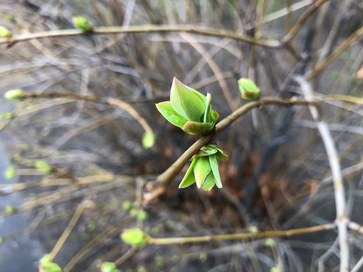 Spring