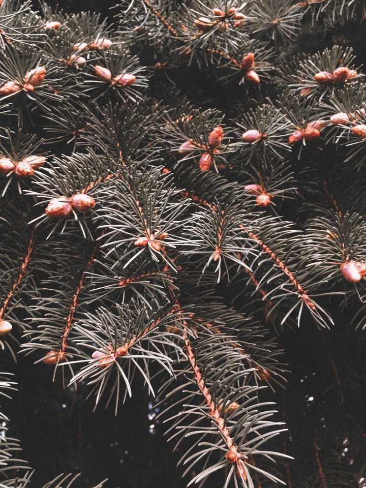 forest mood