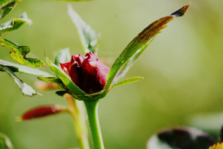 rose
