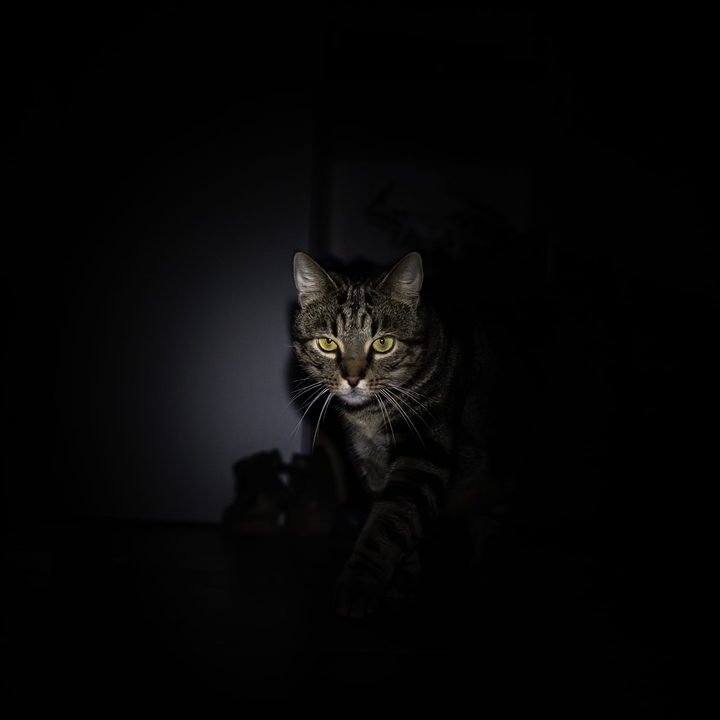 cat