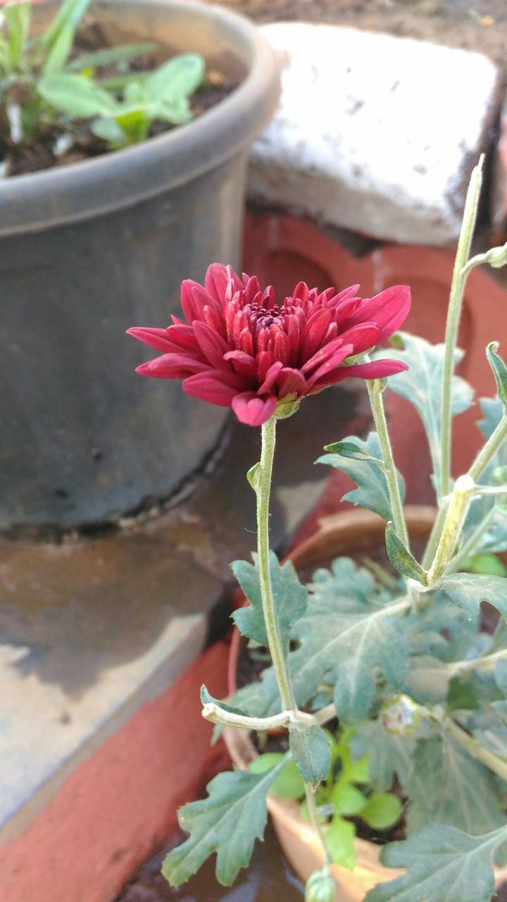 red flower