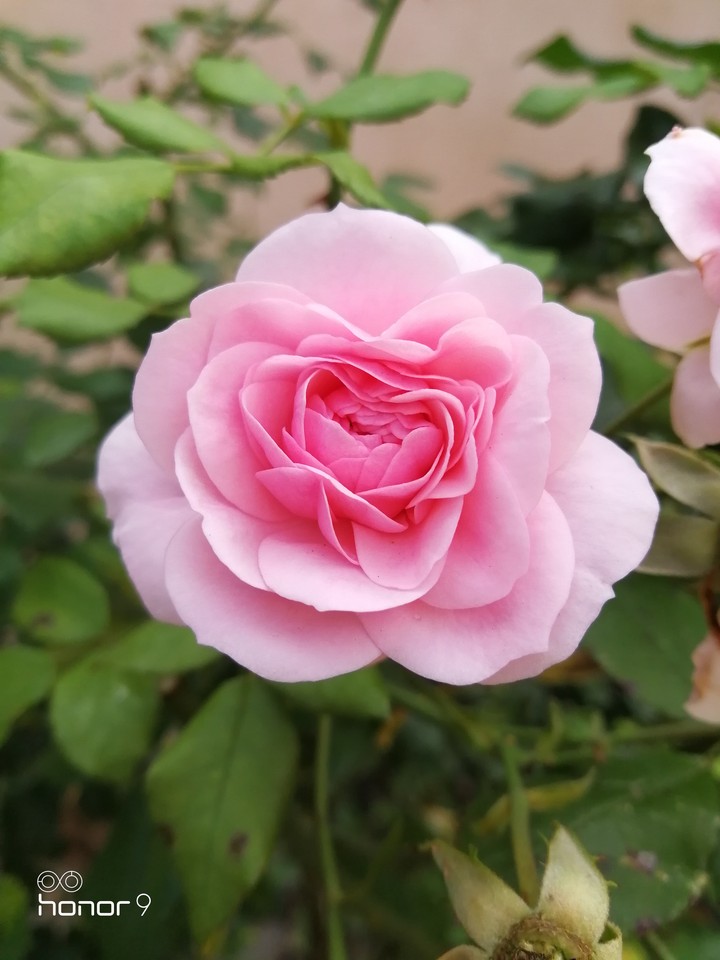 pink rose