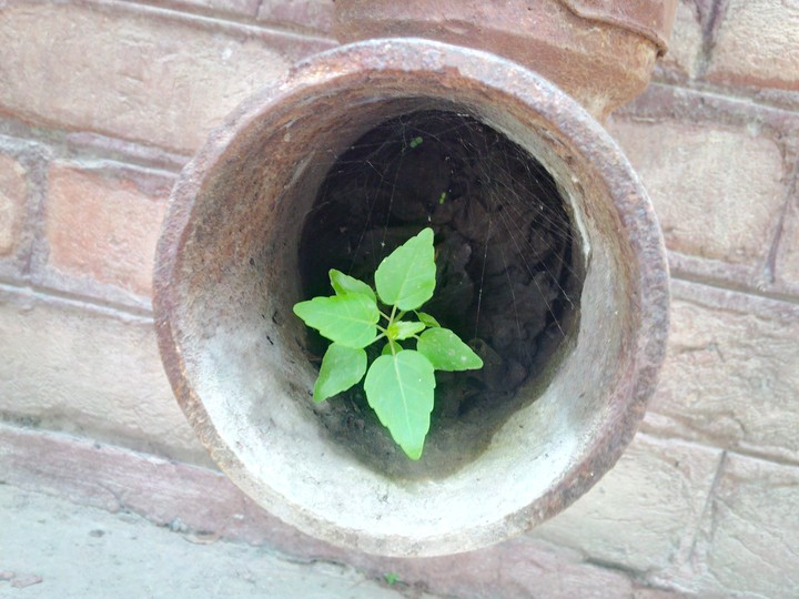 plants 
