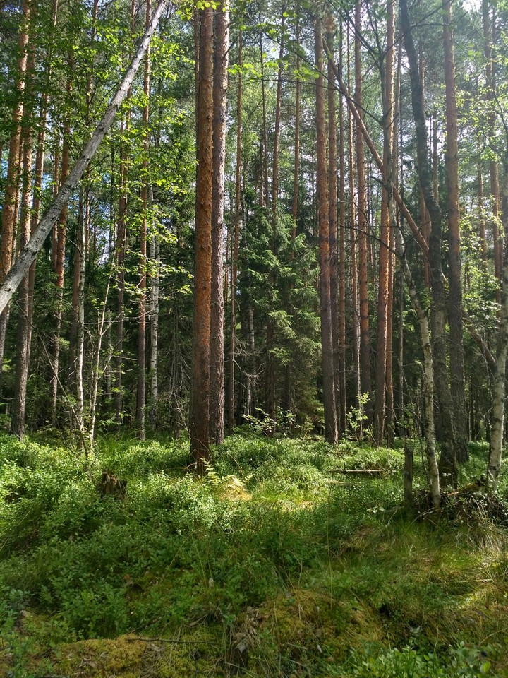 сосны