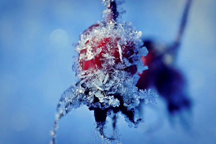 frozen