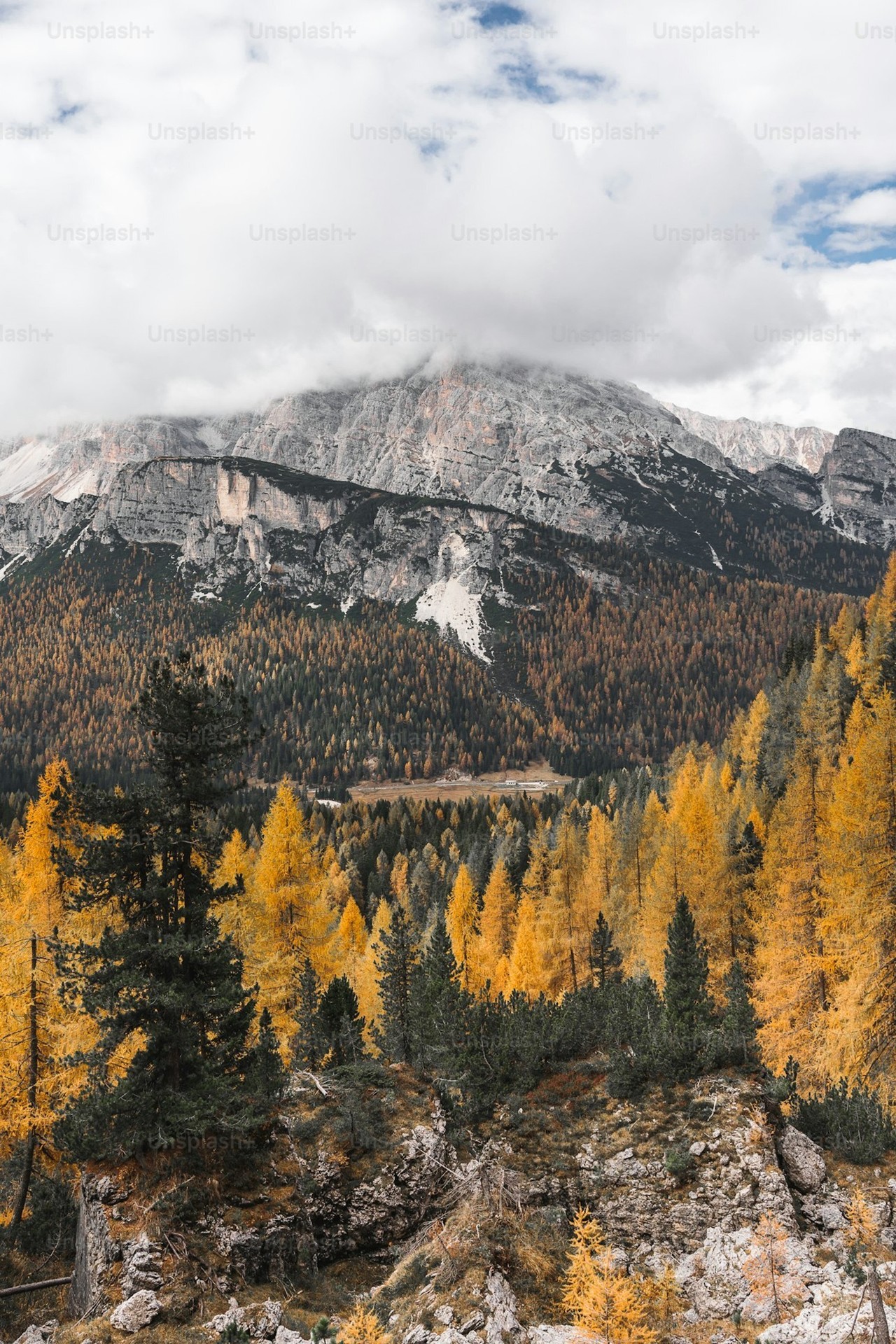 sfondi Wilderness, larch