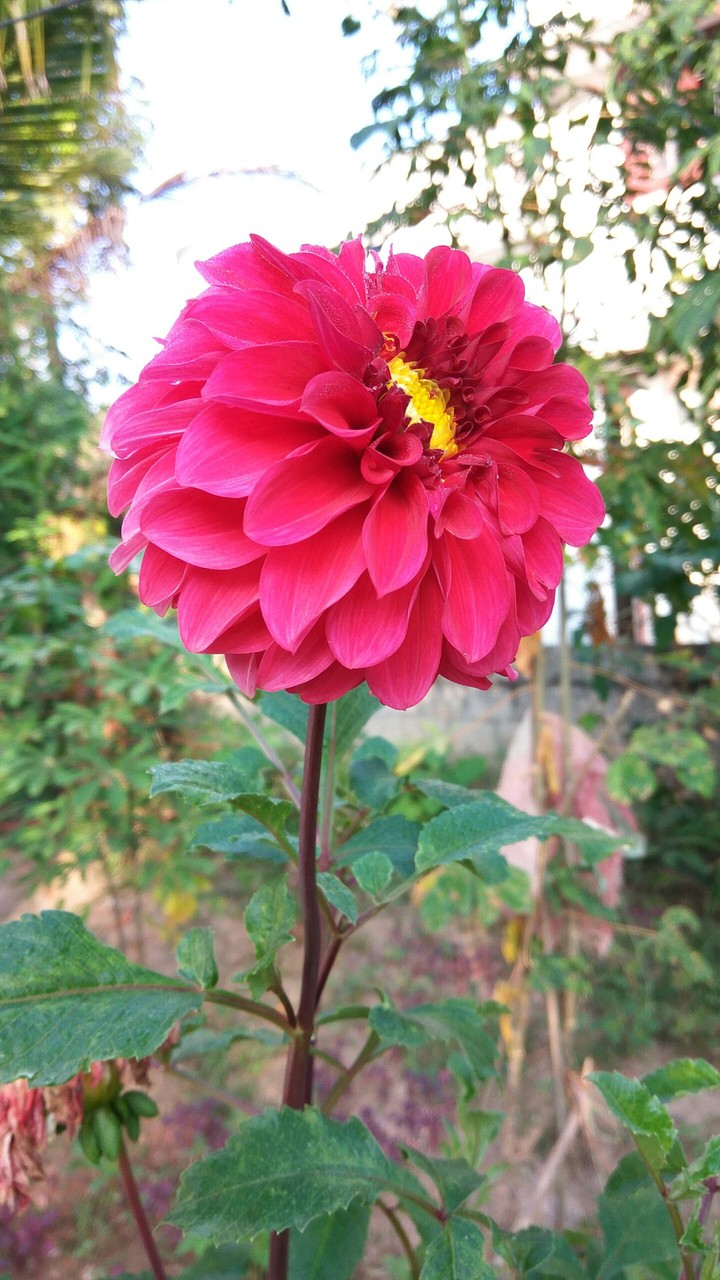 flower