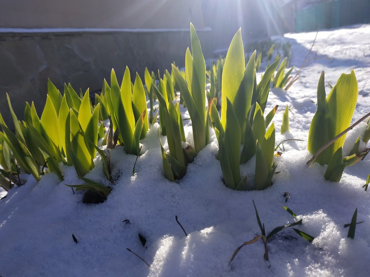 Spring