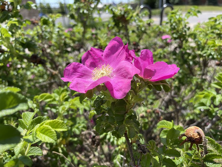 flower