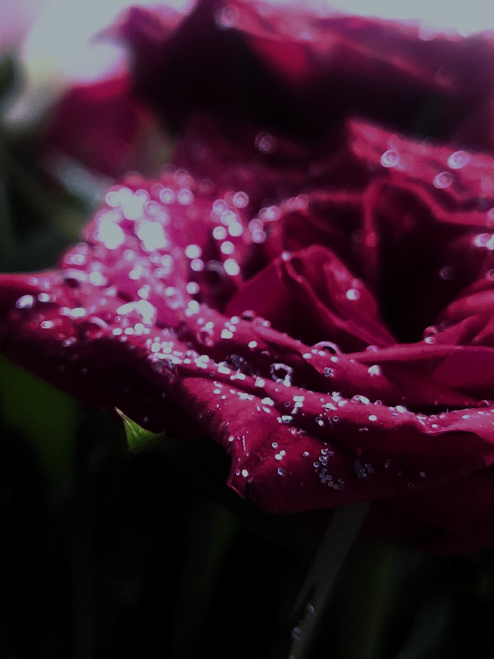 rose