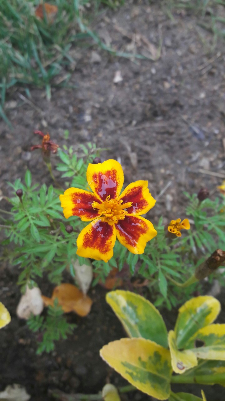 flower