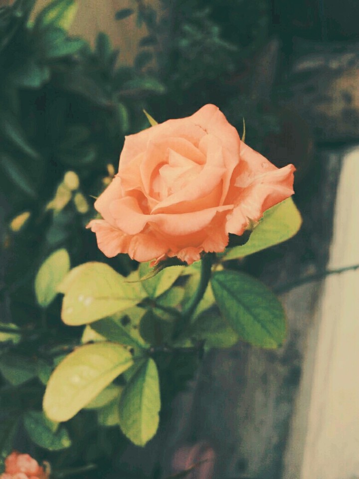 rose