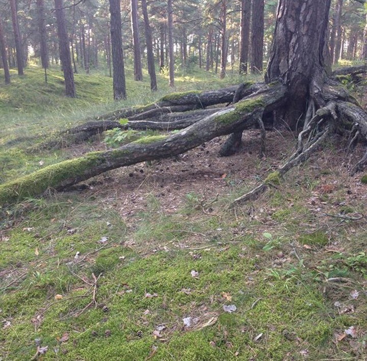 Magic tree