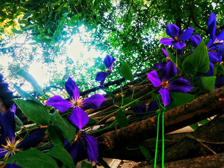 flowers