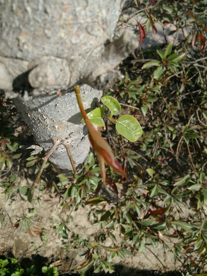 nature
