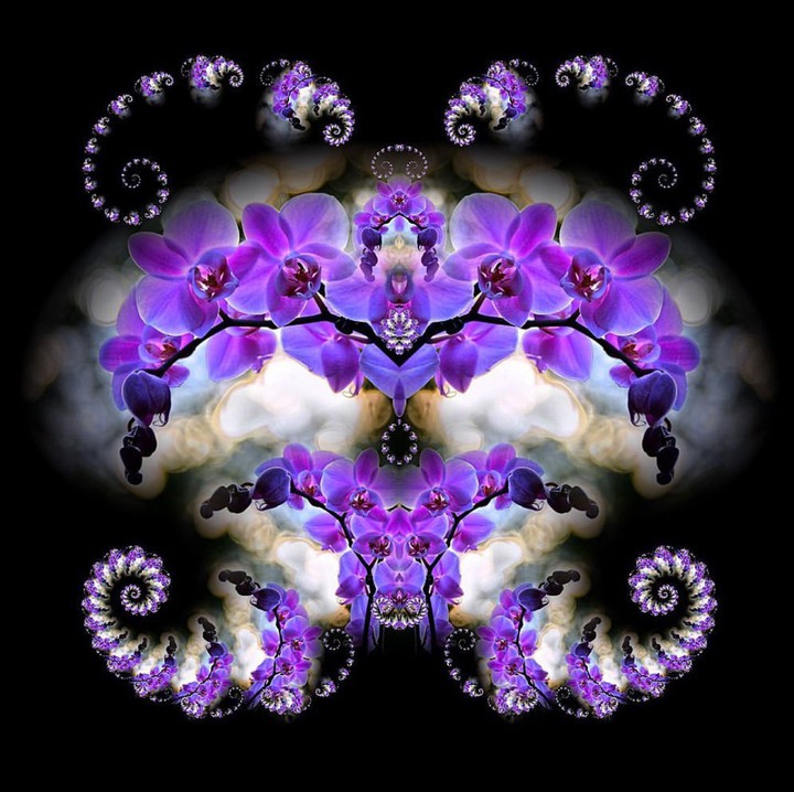 orchidea