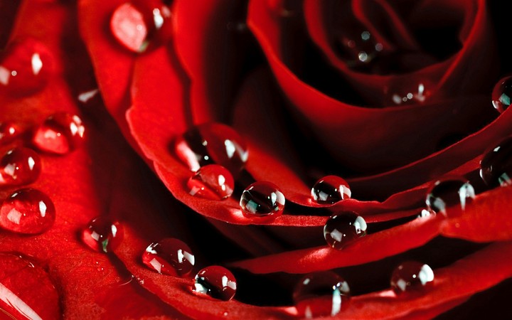 rose
