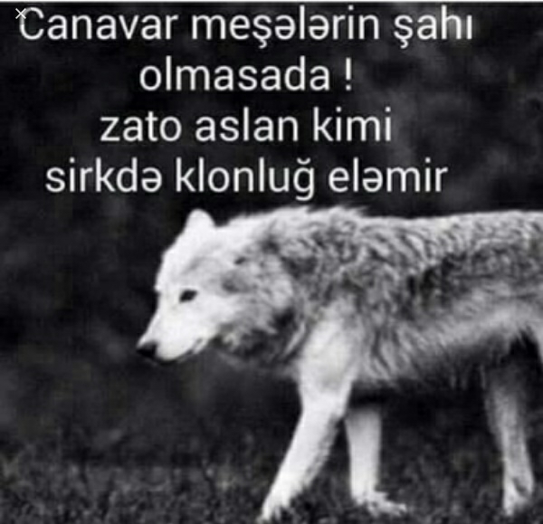 duzudr