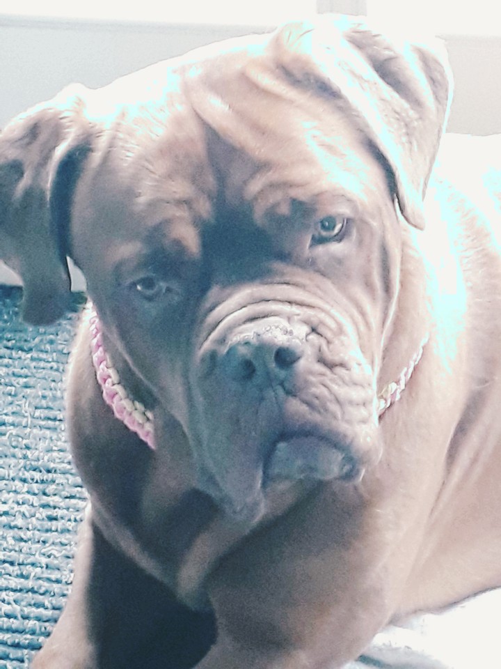 this is my dog. i love her so much