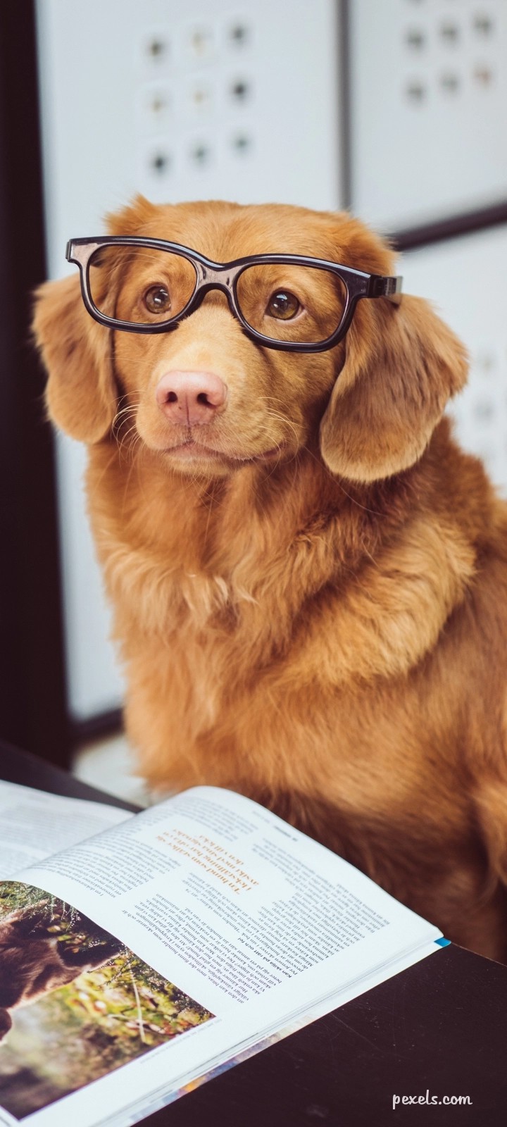 pet
