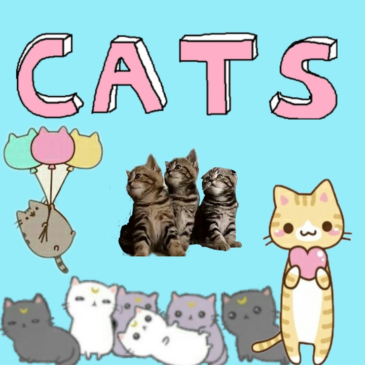 love cats!!!!!