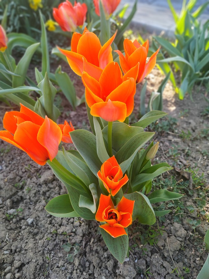 tulips
