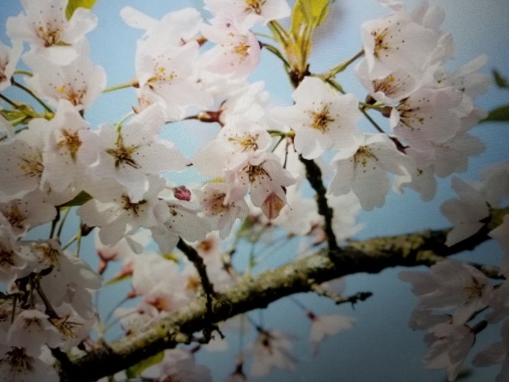 spring flowers