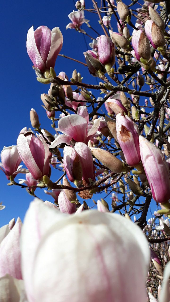 fleure