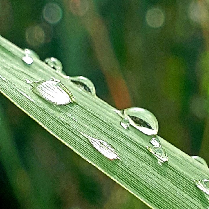 waterdrops on a blade of gras