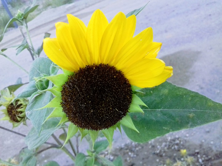 Sunflower