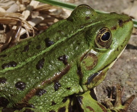 обои amphibians, eleuths