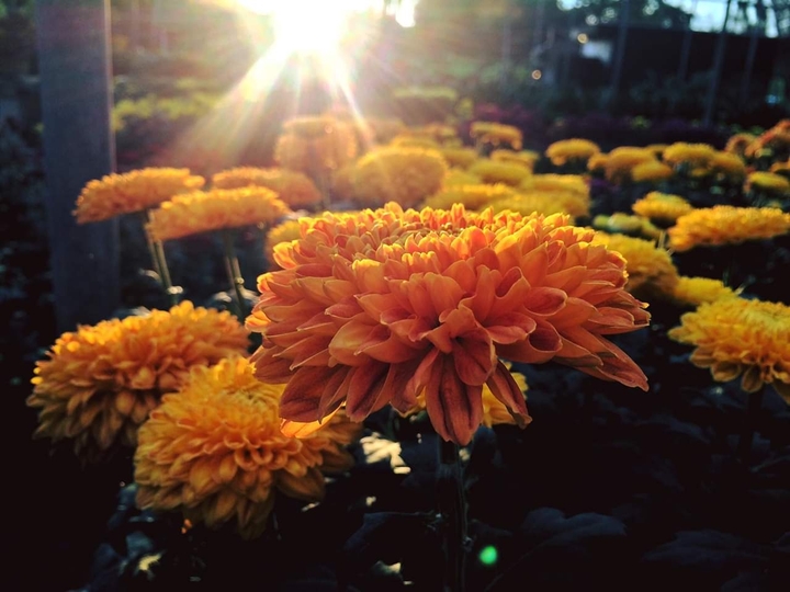 yellow queen