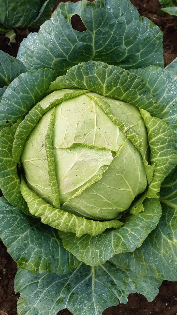 #Cabbage