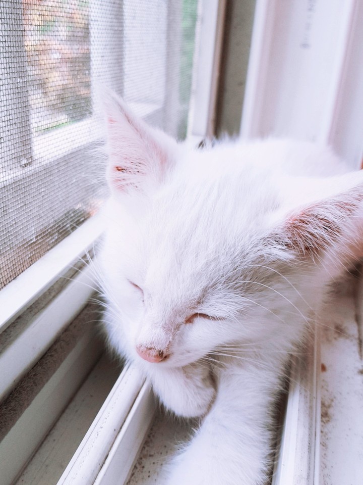 새끼고양이