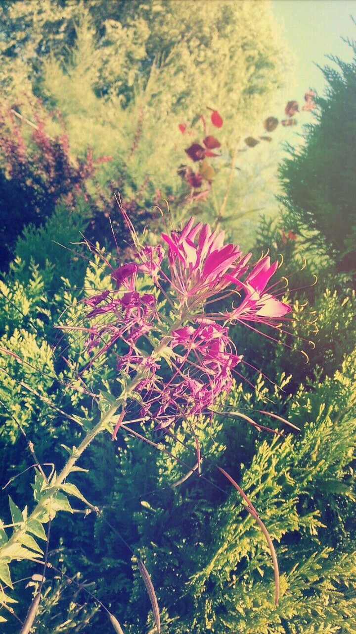 Flower 