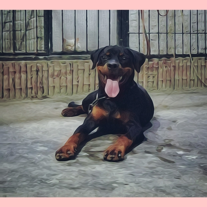dog