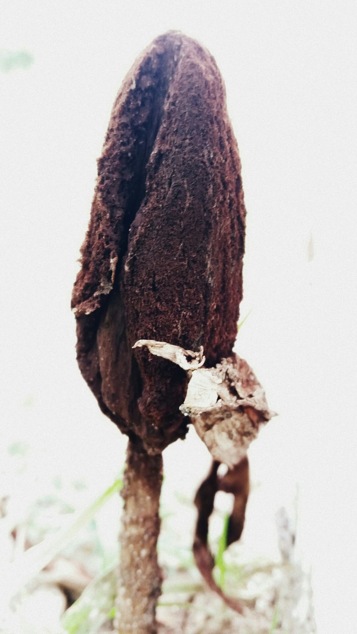 Chocolaty mashroom
