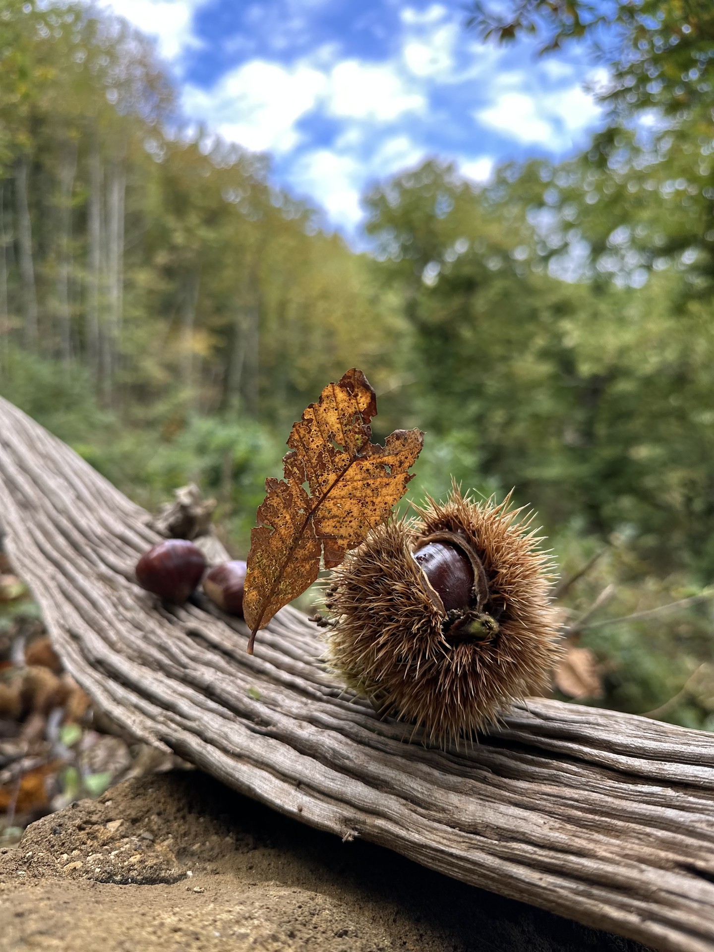 CHESTNUT BURR