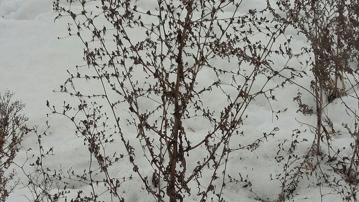 .forest.