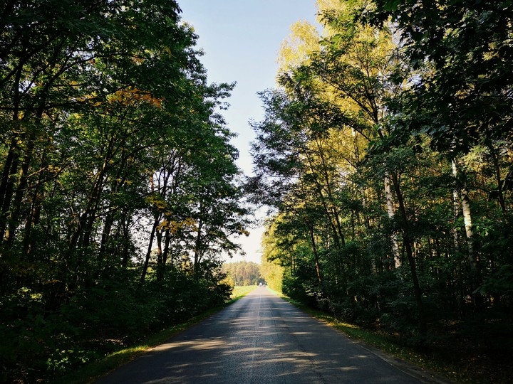 forest