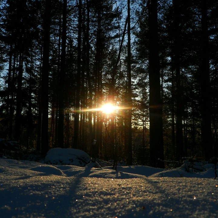 sun in snow forest