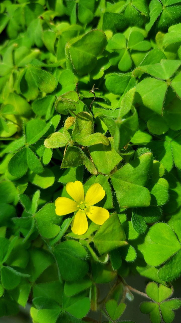 flower,Green,clover,plant