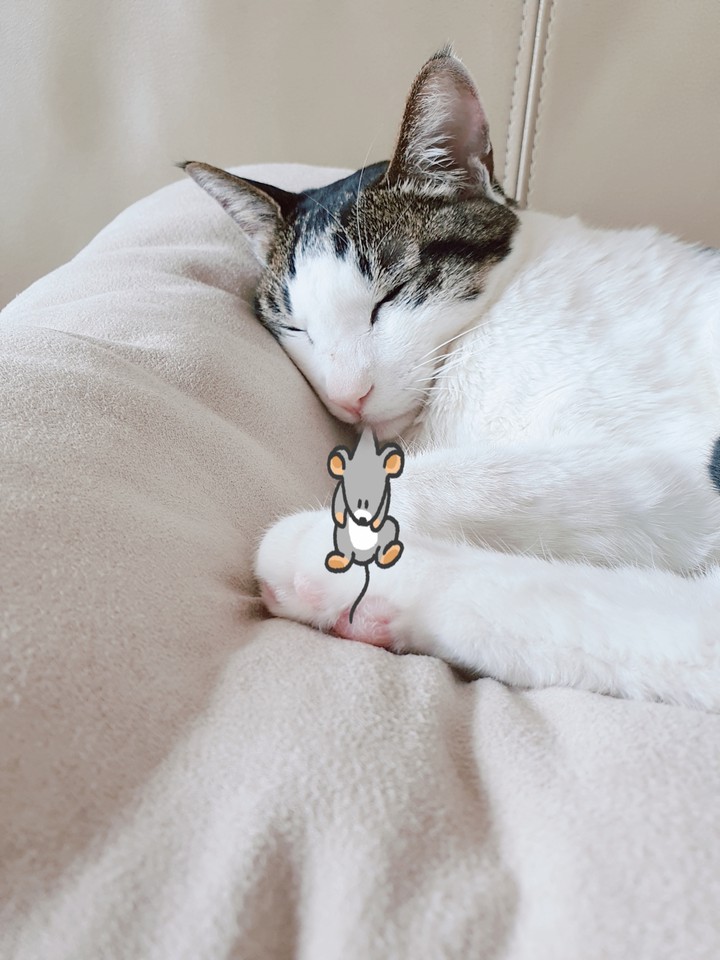 냥쥐~~~!!