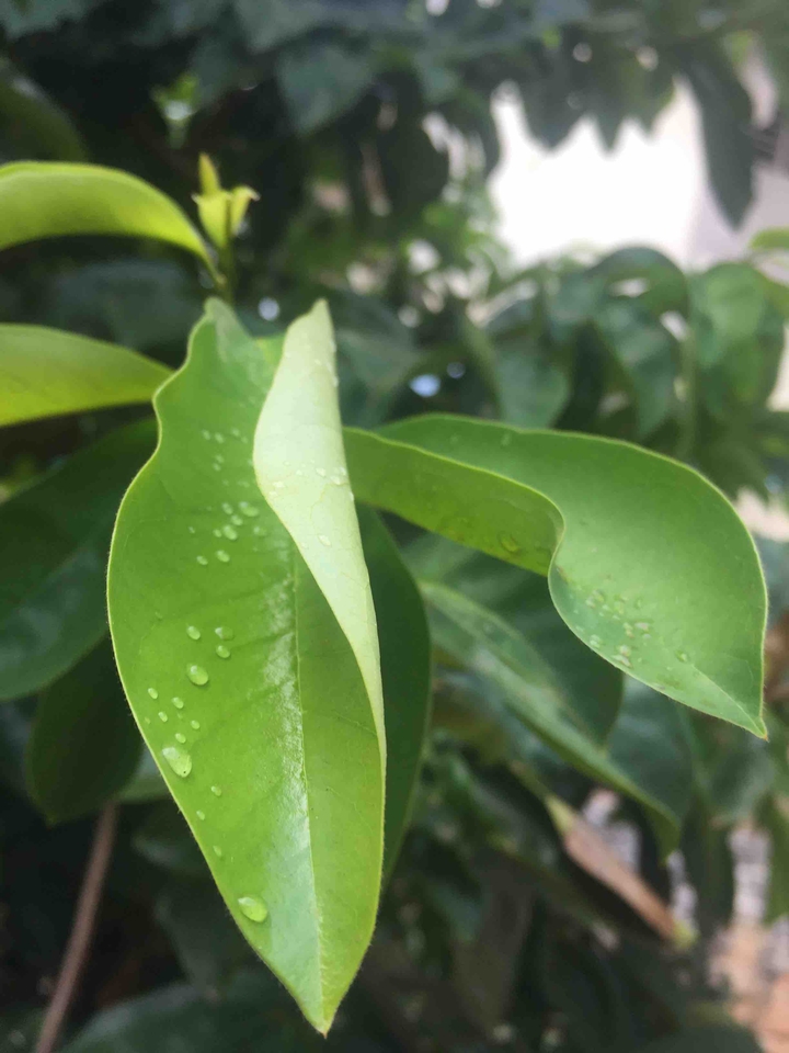 leaf
