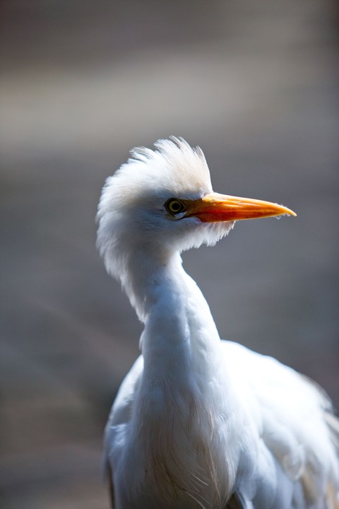 обои wing, beak