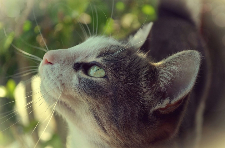 nose